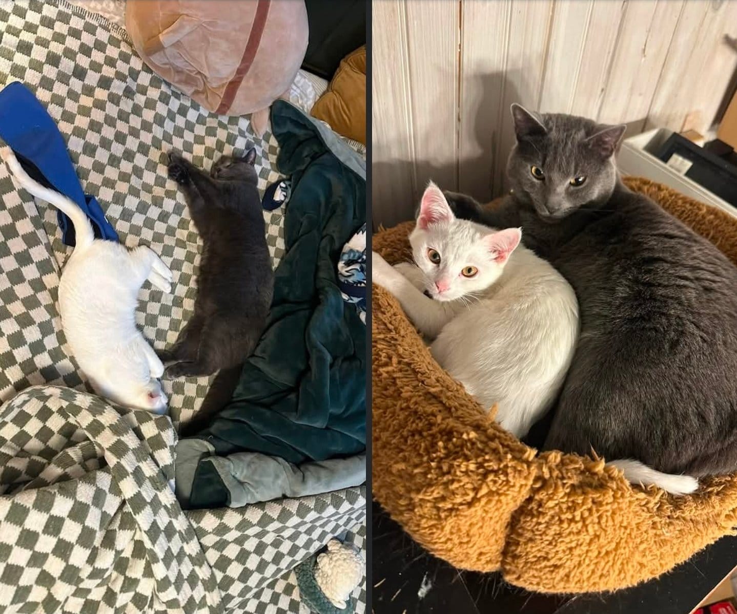 Grinch and Birdie — found safe